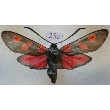 Zygaena filipendulae (Linnaeus, 1758) Kraśnik sześcioplamek Czech25c